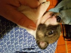 Chihuahuas puppies for sale