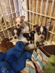 AKC Chihuahua Puppies