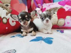 *Stunning Purebred Smooth Coat Chihuahua Puppies Text xxxxxxxxxx*