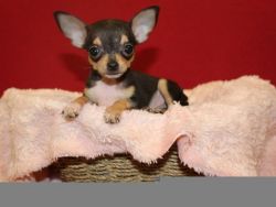 Gorgeous Chihuahua puppies (xxx) xxx-xxx8