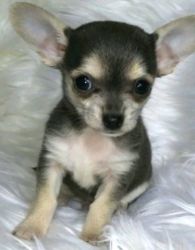 female Chihuahua puppies available