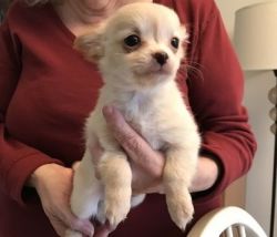 Little polar bear chihuahua puppies available.