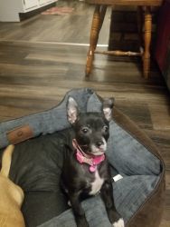 4 month female chihuahua puppy