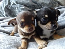 Tiny Chihuahua's For Sale Akc Registered Text or call xxx-xxx-xxxx