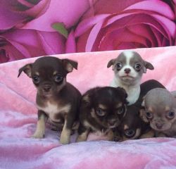 Cute chihuahua puppies. 415xx758xx0471