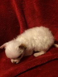 TCUP FEMALE AKC REGISTERED CHIHUAHUA PUPPY
