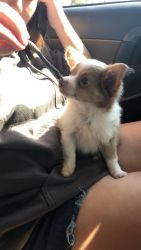 Longhair Male Chihuahua puppy for sale