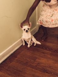 Chihuahua MALE
