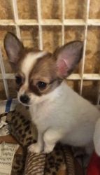 Registered small female chihuahua puppy