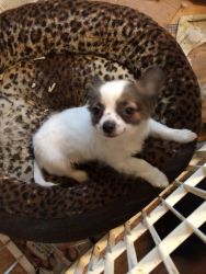 Registered small chihuahua puppy