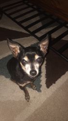 chihuahua rescued, needs good home