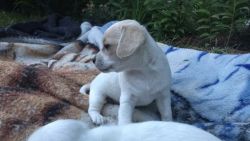 Chihuahuas puppies need a home asap
