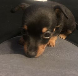 Chihuahua Pups For Sale