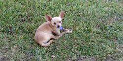 Female Chihuahua puppy