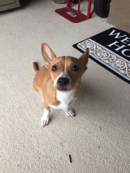 Chihuahua Jack Russell mix