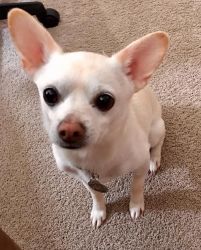 6 year old fixed male ChiPom mix