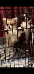 Chihuahua longcoat pups sired by Am champion