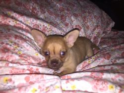 Ckc Male Toy Chihuahua chocolate fawn applehead