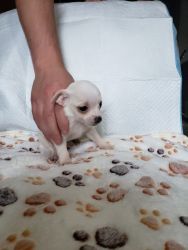 Adorable sweet Chihuahua puppies