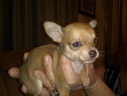 Three Chihuahua puppies for sale