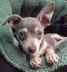CKC Male Chihuahua Puppies