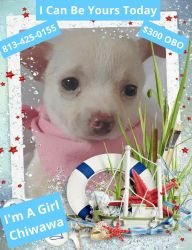 Eight Week Old Chihuahua For Sale
