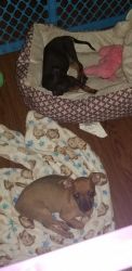 Sale two 1year old chihuahuas