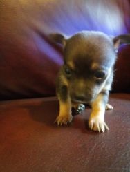 CKC Registered Chihuahua Puppies