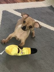 Toy Chihuahua for cell
