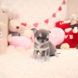 Little Chihuahua Seeking Urgent Family