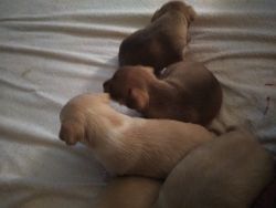 Applehead Chihuahuas puppies