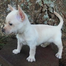 Male Chihuahua puppy