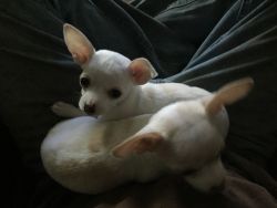12 week Chihuahua puppies for sale