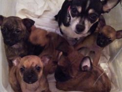 5 left! Chihuahua puppies