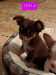 Chihuahua Puppies. 1 Female 2 males 9weeks old