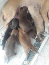 7 pure bred chihuahas for sale
