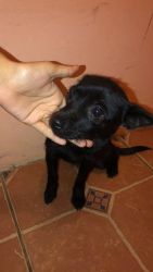 Black Puppies For Sale