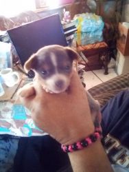 I have two adorable toy Chihuahua puppy's one male and one female