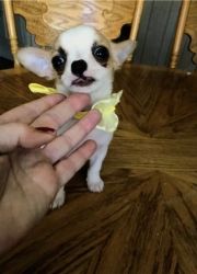 Stuning Chihuahua puppies