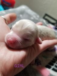 Miniature Chihuahua puppies looking for good homes