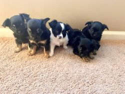 9 week old purebred long haired chihuahua puppies
