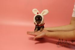 Mini Toy Chihuahua Puppies For Sale - Pie