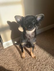 BANDIT purebred long haired chihuahua puppy