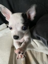 male. Chihuahua-DOB 11/25-Lebanon NJ