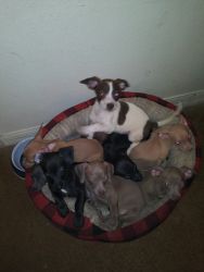Chihuahua puppies for sale in need of new homes