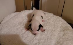 Adorable Chihuahua puppies for sale