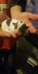 7 puppies for sale