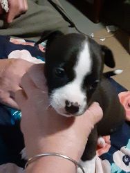 Chihuahua puppys