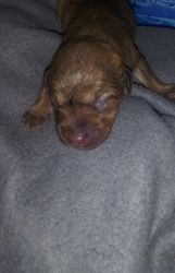 Newborn Female Cheagle ready to go to new around March 5th
