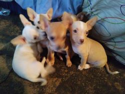 Applehead Chihuahua puppies